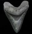 Huge, Fossil Megalodon Tooth #76663-1